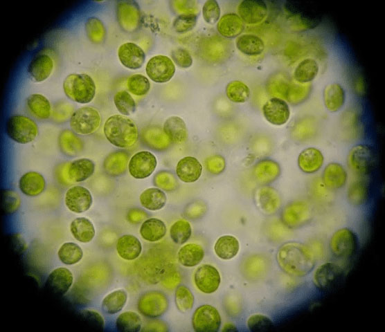 Micro-algas-verdes_cicy1.jpg
