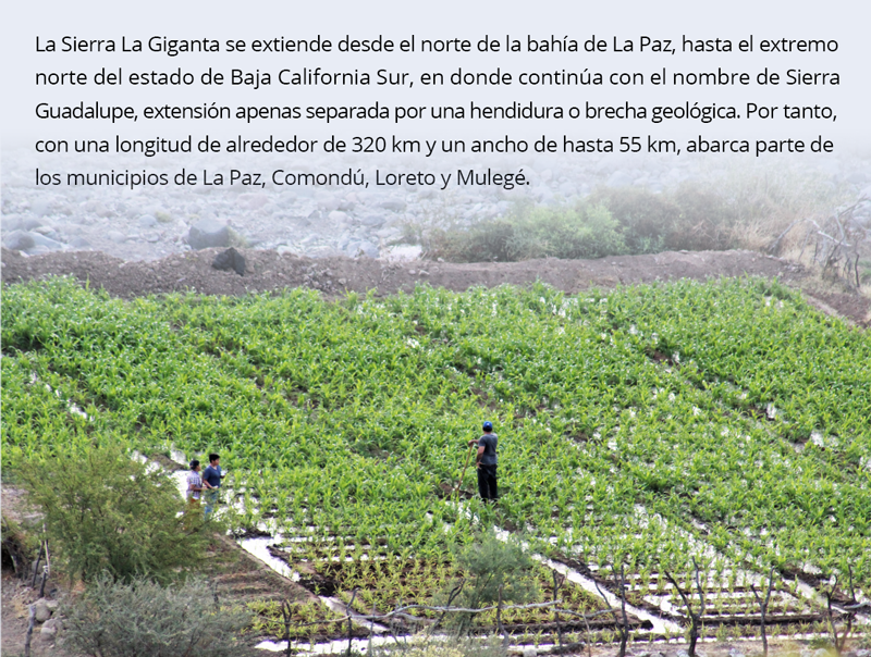 800_189_Fotografías-Sierra-La-Giganta-y-rancheros-de-la-región---Cortesía-Tito-Fernando-Piñeda-Verdugo-(3).png