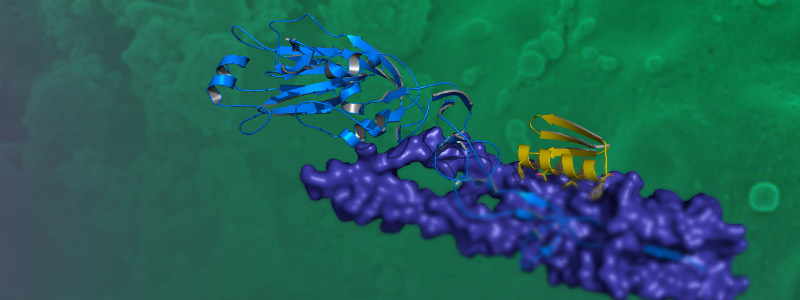 800x300Diseño-de-proteína-sintética-dirigida-a-la-hemaglutinina-del-virus-de-influenza.jpg