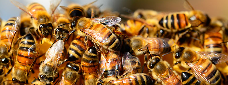 800x300 abejas microsensores 12