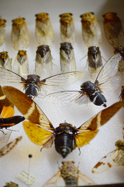 Cigarras