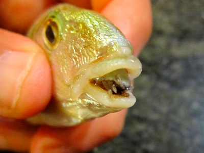 Cymothoa exigua