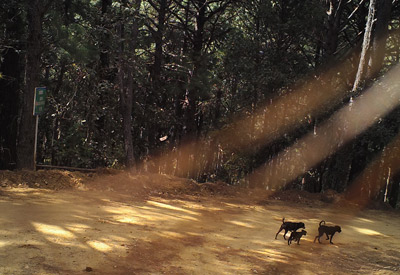 Perros en Area Natural Protegida. Fotografi Archivo Conanp