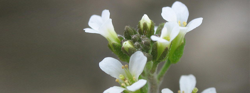 800x300 Arabidopsis thaliana 1609