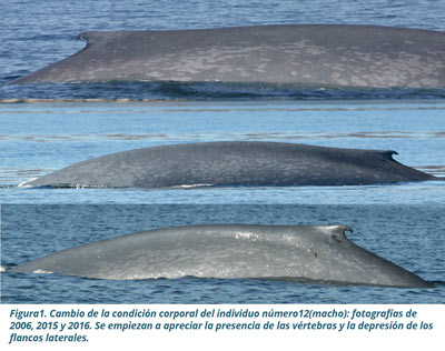 Ballena azul. Cortesia CICIMAR 1