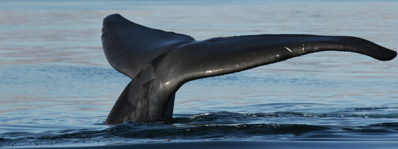 ballena head 131