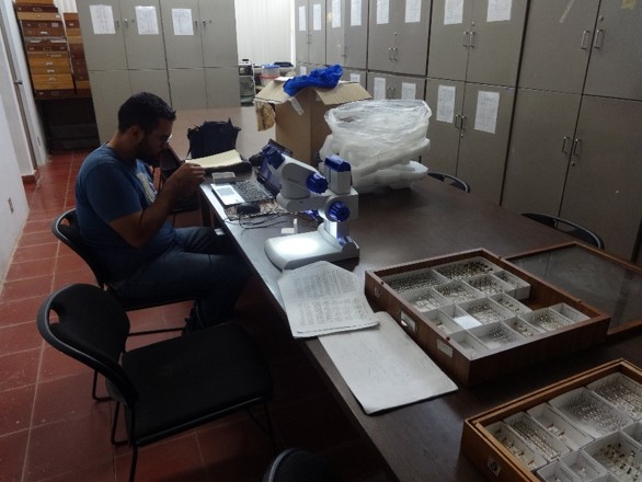 Revision de Coleccion Entomologica EEBC por parte de Carlos Alatorre. Fotografia Dr. Miguel Vasquez