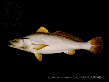 totoaba macdonaldi conabio