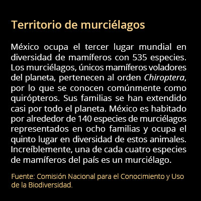 info territorio murcielagos02