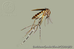 Aedes aegypti conabio