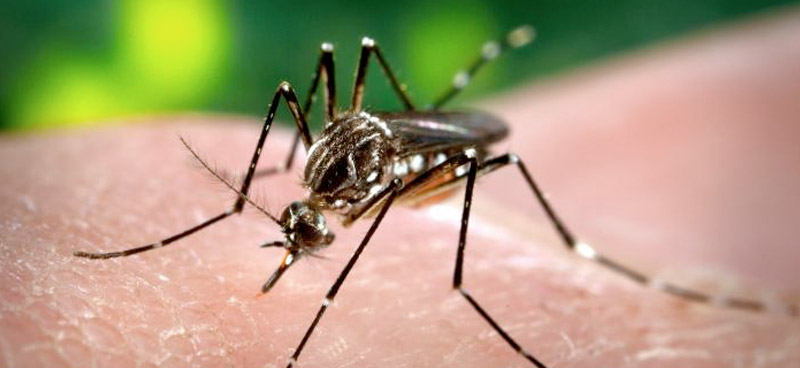 banner mosquito zika