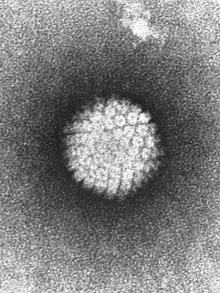 virus papiloma humano01