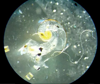 ictioplancton01