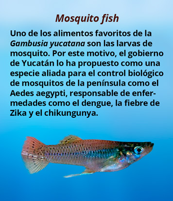 mosquito fish