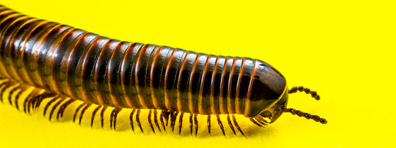 1-HEAD_cienpieshu0718.jpg