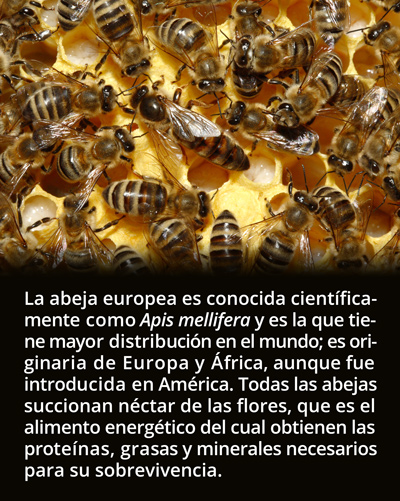 1-abejaepis0718.jpg
