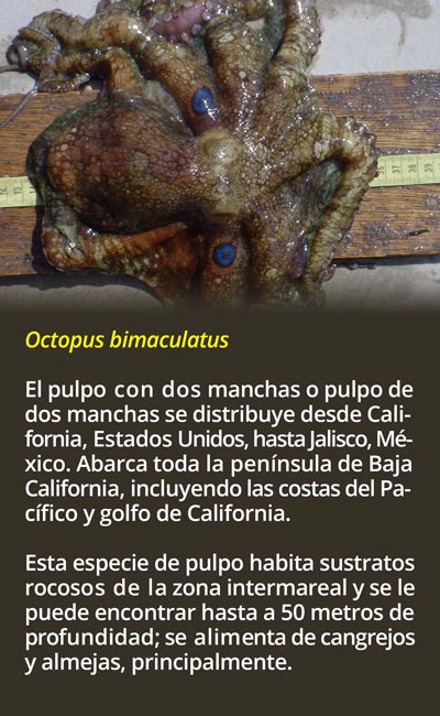 1-octopus2418.jpg