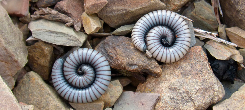 1-worms0818.jpg
