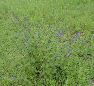 330_Plantas-como-la-Salvia-amarissima-necesitan-ser-estudiadas-para-comprender-su-alcance-farmacológico.jpg