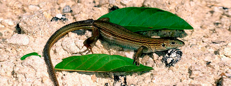800x300_Huico-de-la-península-de-Yucatán.png