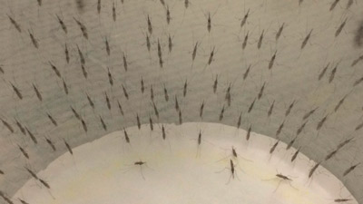 Mosco portador del virus del Zika