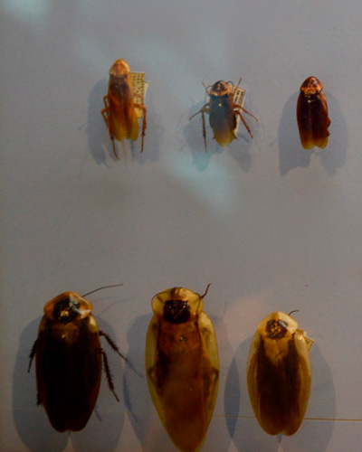 Orden Dyctioptera. Bataria cucarachasr1