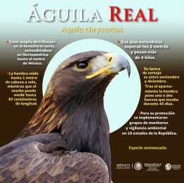 Detecta Conanp 12 territorios activos de águila real en Chihuahua