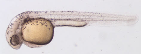 Embrion pez cebra