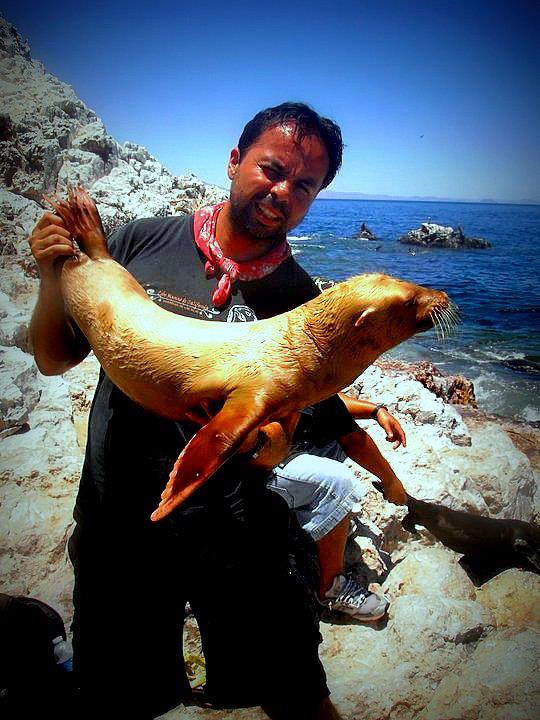 Fernando elorriaga - cría de lobo marino albino.jpg