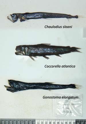 Gonostoma-elongatum---Coccorella-atlantica---Chaulodius-sloani.jpg