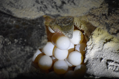 Hembra-de-tortuga-blanca-(Chelonia-mydas)-depositando-huevos.-Foto-Flora-Fauna-y-Cultura-de-Mexico-AC.jpg
