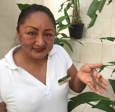 Laura-Pérez-Gómez,-técnico-en-conservación,-mostrando-larvas-de-mariposa-ojo-de-búho.-Foto.-M.-Alba.jpg
