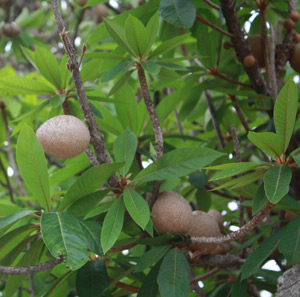 Mamey Pouteria sapota