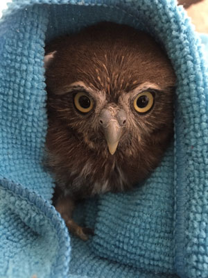 Revisin Glaucidium gnoma