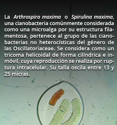 bacterias-rec1-18118.jpg