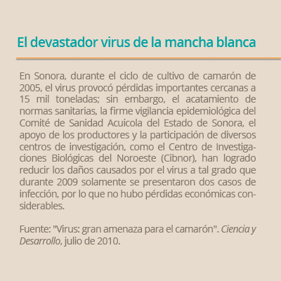 virus mancha blanca02