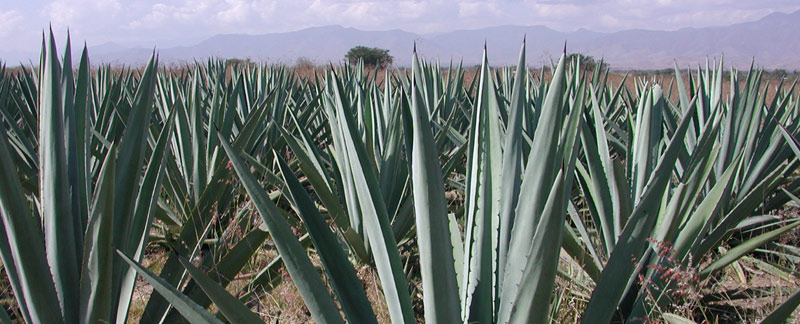 1 HEAD agave0903