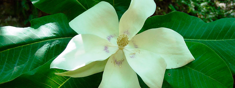 banner magnolia dealbata