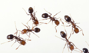 hormigas feria uam