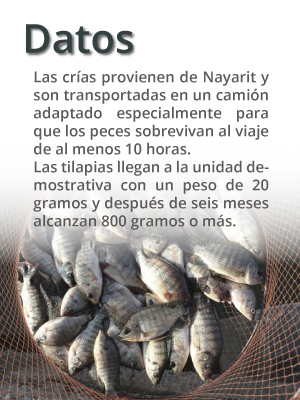 datos tilapias