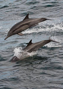 delfines octavio aburto conabio01