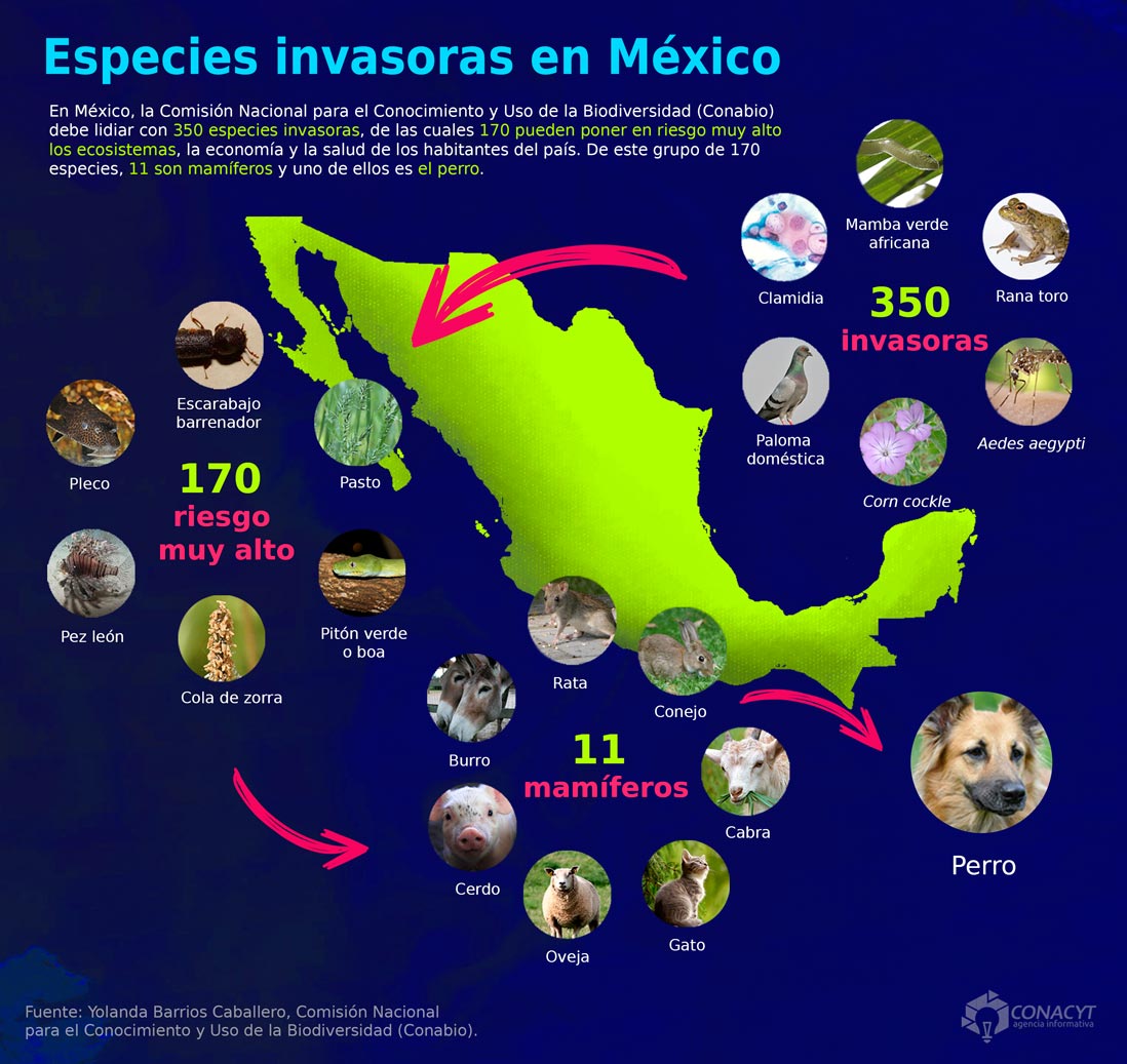 infografia especies invasoras México