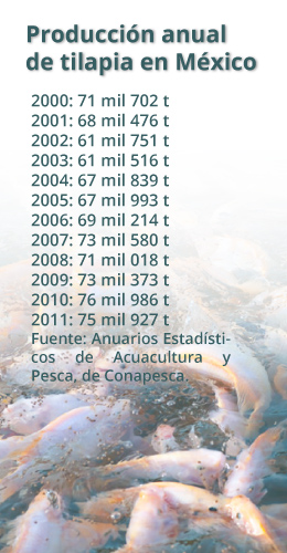 produccion tilapia mexico recuadro