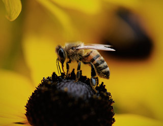 abeja propiedades productos apicolas