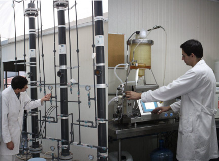 proceso agave tequilana