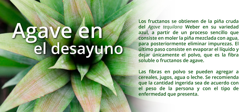 fructanos-agave-tequilana