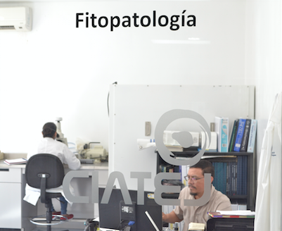 fitopatologia_1612.png