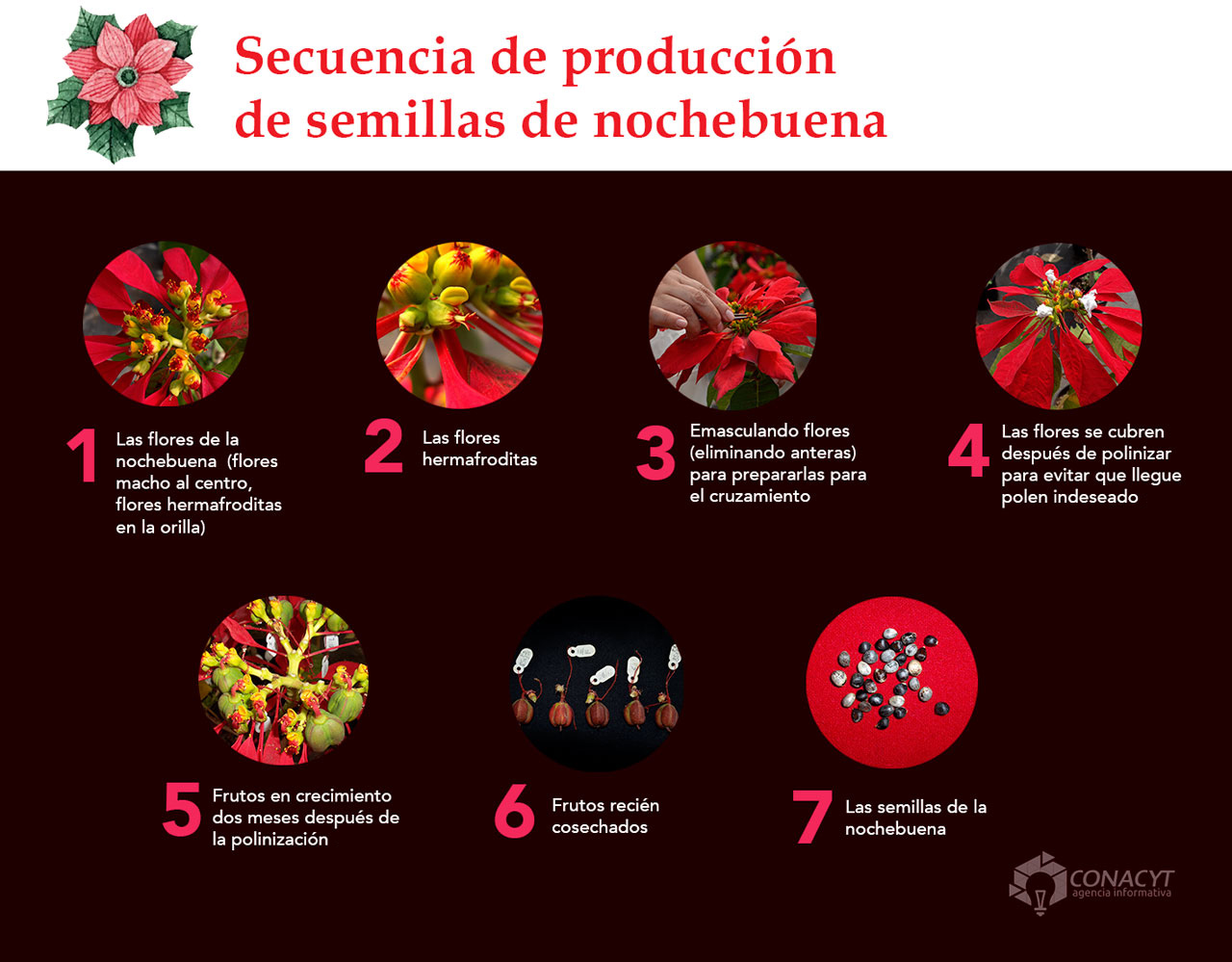 infografia-produccion-semillas-nochebuena3.jpg