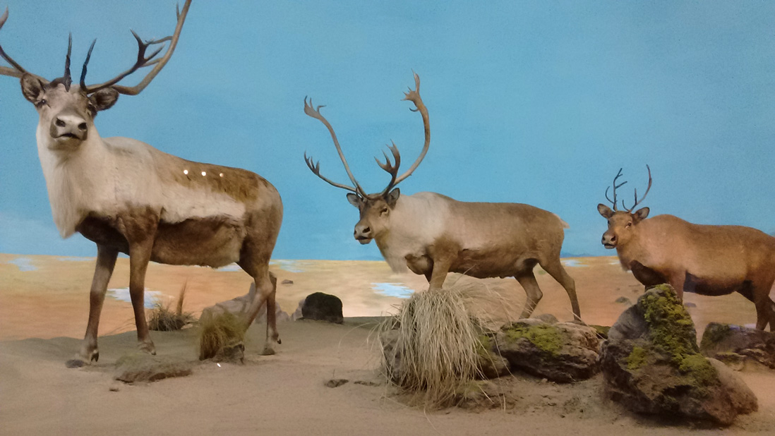 ciervos museo historia natural
