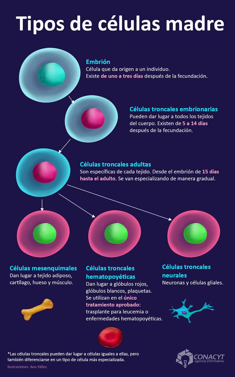 infografia tipos celulas madre03